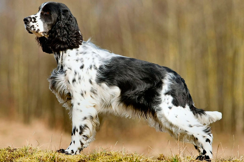 Рокси (Ракета)