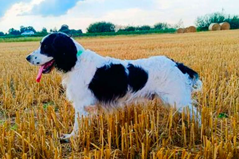 Свитязь-Альф