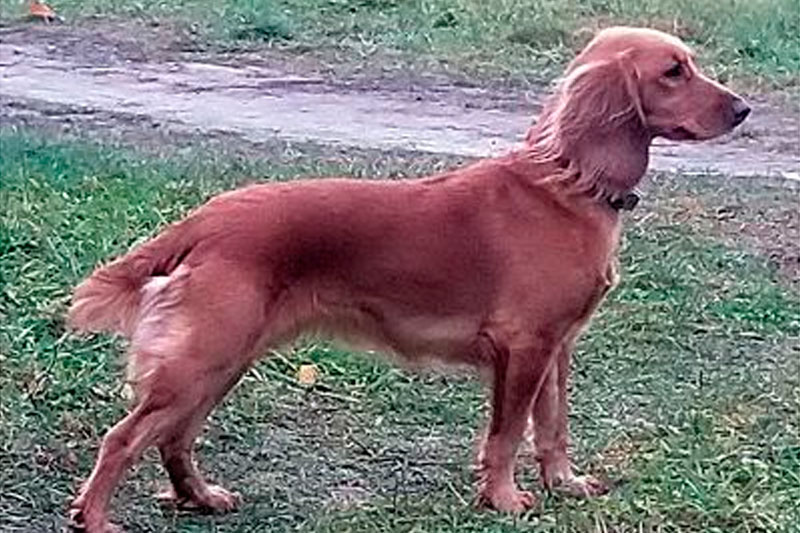 Гленн-Изабелла (Белка)