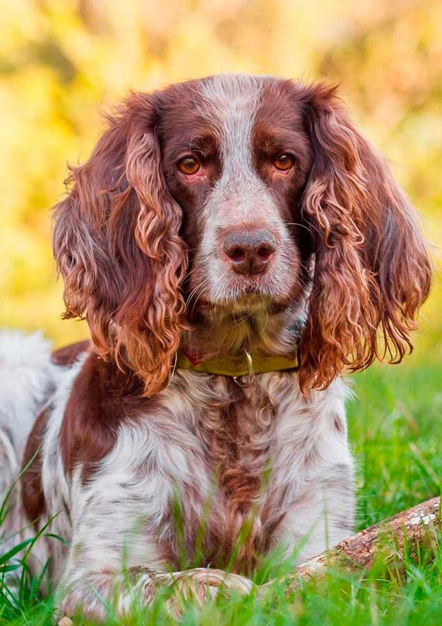 Правила ухода и содержания