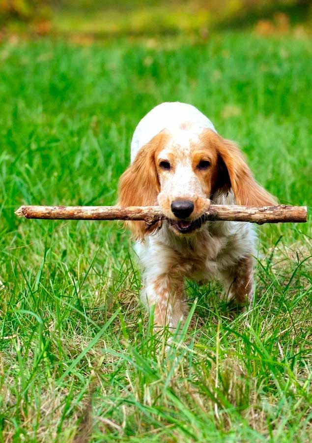 Дрессировка и воспитание