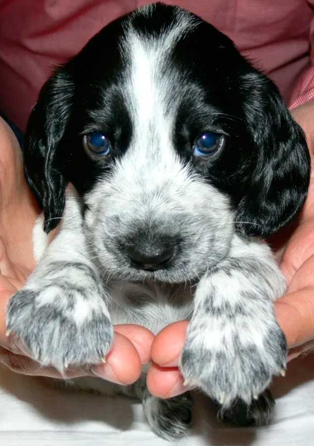 Особенности ухода за щенком русского спаниеля